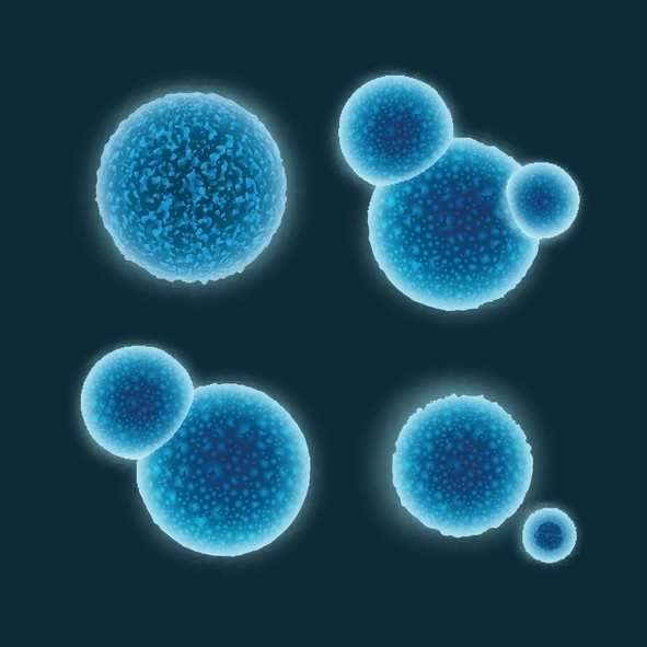 WHAT IS A PROBIOTIC?